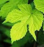 Hops Leaf Benefits